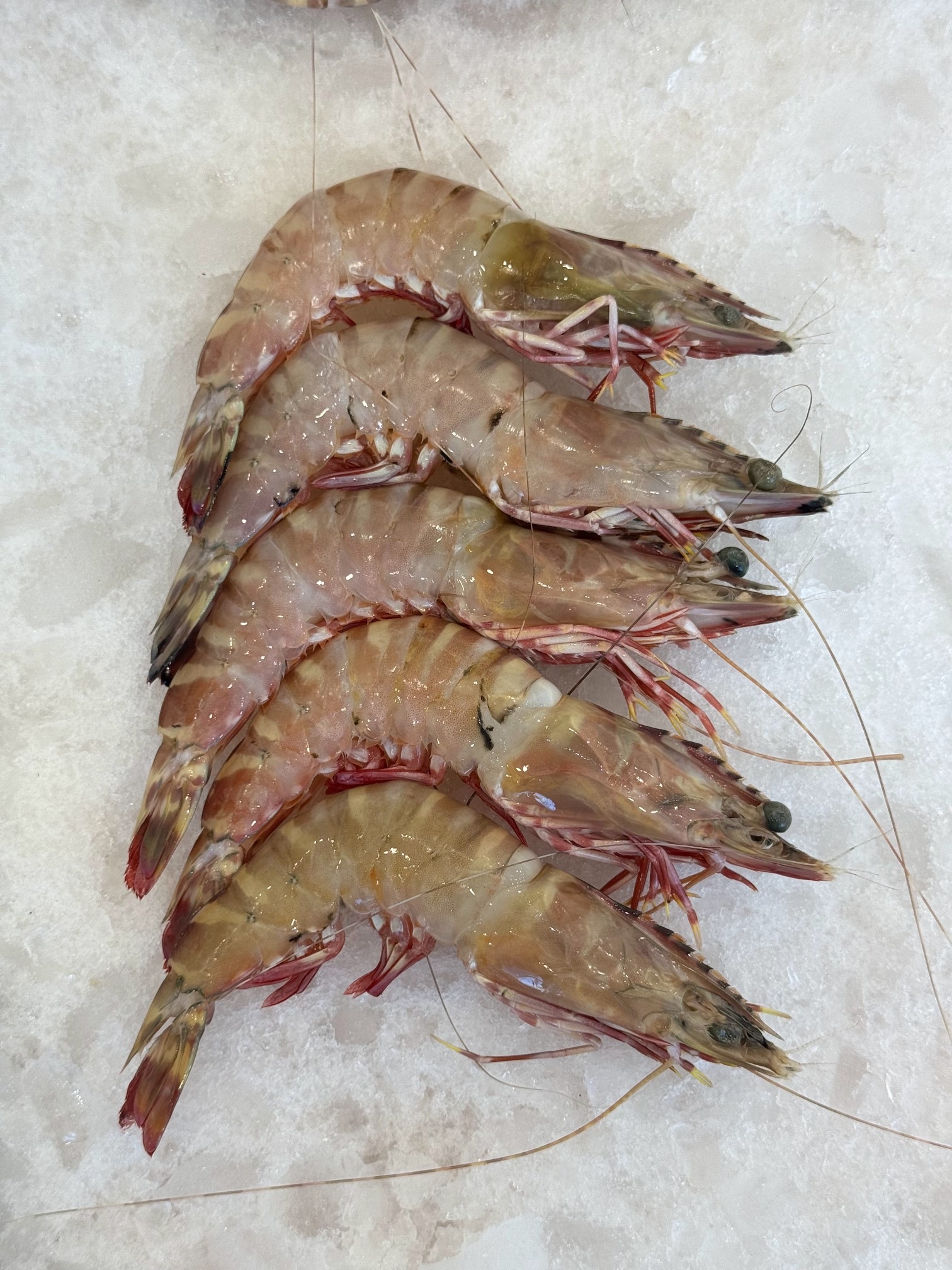 شاه میگو ببری