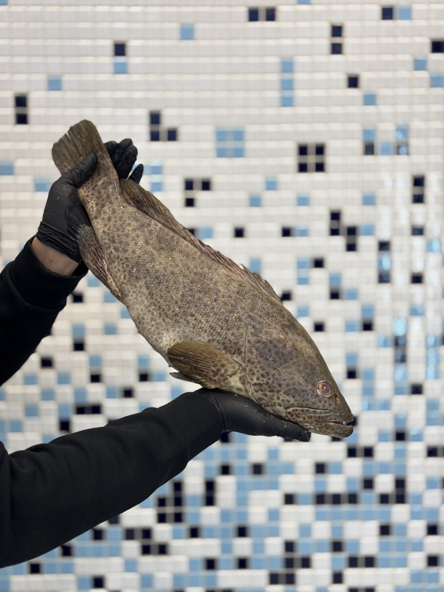 هامور صادراتی