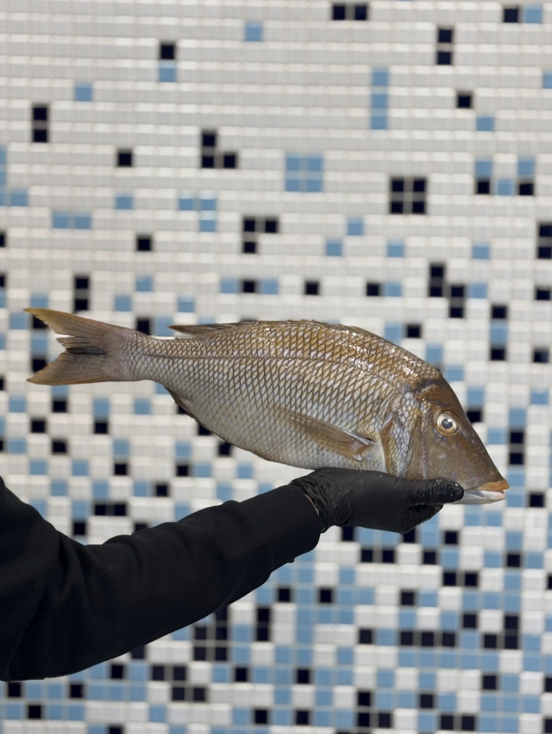 ماهی شعری(شهری)