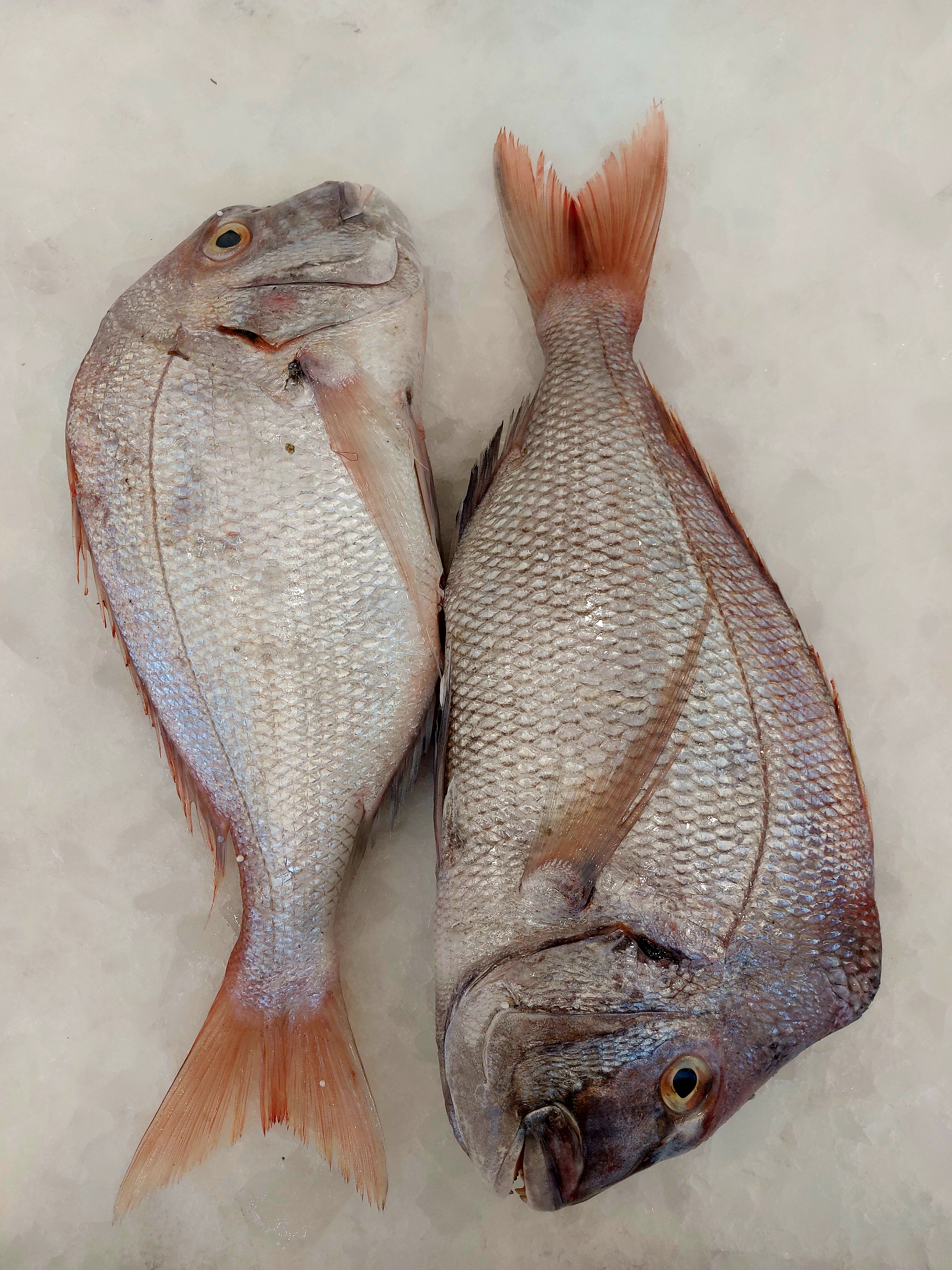 شانک صورتی (کُخو)