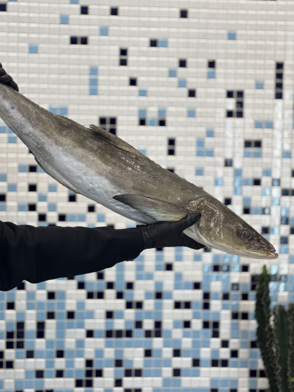 ماهی سکن(سه کله)