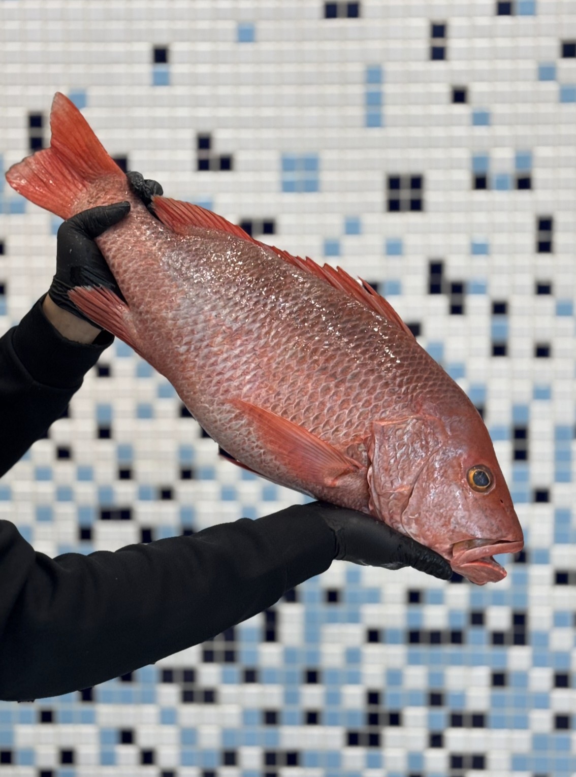 ماهی سرخو بوشهری